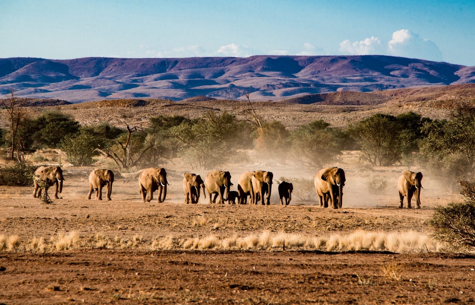 Afrika fillari brakonerlardan qasos olishmoqda