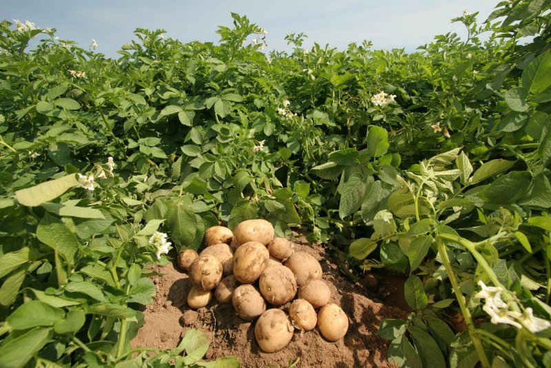 Tojikiston va Xitoy kartoshka yetishtirish sohasida hamkorlikni kengaytiradi
